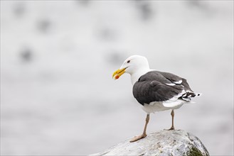 Great black-backed gull (Larus marinus) standing on rocky headland, Hornoya island, Vardo,