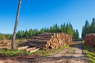 Logging road with stacks of logs on a clearcutting by a spruce forest