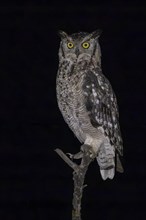 Spotted eagle-owl (Bubo africanus), Mziki Private Game Reserve, North West Province, South Africa,