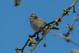Brambling female sitting on branch left looking in front of blue sky