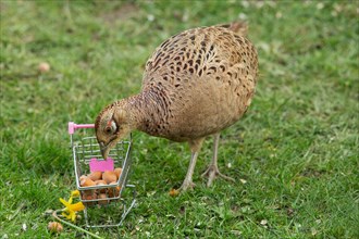 Female pheasant standing next to shopping trolley with nuts in green grass looking down from front