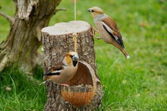 Hawfinch male and female sitting on food bowl and hanging from tree trunk different looking
