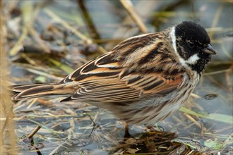 Reed bunting male sitting in water with branches looking right