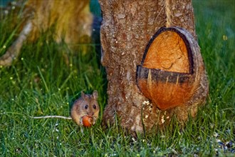 Wood mouse holding nut in hands next to tree trunk and food bowl sitting in green grass looking