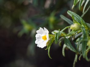 Sage-leaved rockrose (Cistus salviifolius), flower, near Olbia, Sardinia, Italy, Europe