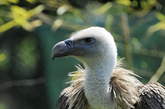 Griffon vulture (Gyps fulvus) vulture head with white plumage and brown shoulder feathers against a