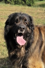Leonberger dog, Attentive dog with tongue sticking out stands outside in daylight, Leonberger dog,
