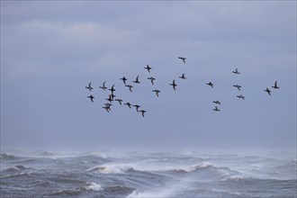 Greater scaup (Aythya marila), small flock in flight over turbulent sea, Laanemaa, Estonia, Europe