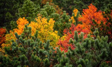 The vibrant colors of autumn foliage contrasting with the deep green of pine trees in a forest,
