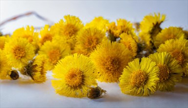 Yellow coltsfoot flowers arranged diagonally on a white background, medicinal plant coltsfoot,
