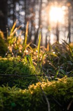 Dewdrops on grass and moss sparkle in the light of the low sun in the forest, Gechingen, Black