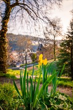 Daffodils in the foreground with a view of a small town at sunset, Calw, Black Forest, Germany,