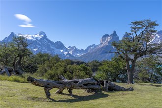 Andean mountain range, bizzare and dead vegetation, Torres del Paine National Park, Parque Nacional