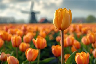 A single yellow tulip stands in the foreground with a Dutch windmill blurred in the background, AI