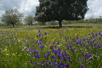 Holm oaks (Quercus ilex) with flowering meadow, Extremadura, Spain, Europe
