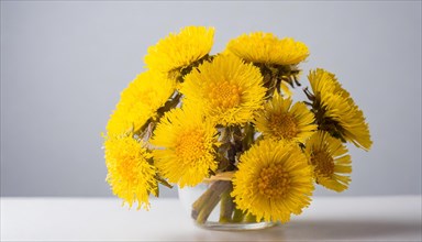A dense bouquet of coltsfoot flowers in a vase on a table against a white background, medicinal