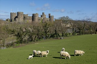 Sheep, lamb, castle, Conwy, Wales, Great Britain