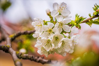 The white blossoms of a sweet cherry (Prunus avium) on a cherry tree, Jena, Thuringia, Germany,