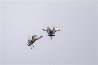 Black-tailed godwits (Limosa limosa), fighting, Lower Saxony, Germany, Europe