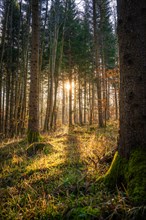 Sunrise in the forest with long shadows and a soft light falling over the forest floor, Gechingen,