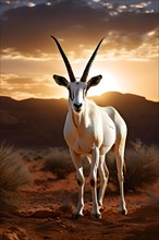 Arabian oryx with its long straight horns white coat shimmering in desert sun, AI generated