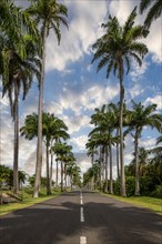 The famous palm avenue l'Allee Dumanoir. Landscape shot from the centre of the street into the