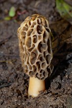Edible morel grey-brown honeycomb-like fruiting body and white stalk in soil