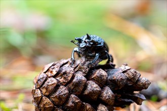 Bull beetle (Typhaeus typhoeus), sitting on a cone, Heidemoore nature reserve, North