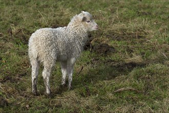Moorschnucken lamb (Ovis aries) on the pasture, Mecklenburg-Vorpommern, Germany, Europe