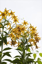 Close-up of yellow Lilium, Lily flowers against a white overcast sky background in summer, Quebec,