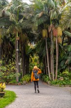 A tourist woman strolling in a tropical botanical garden with large palm trees
