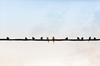 Swallows gathering on power line, flock of birds, migratory birds, Lake Kerkini, Lake Kerkini,