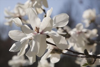 Close-up of white Magnolia loebneri flower blossoms in spring, Montreal, Quebec, Canada, North