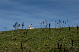 Pollino national park, dog, italy