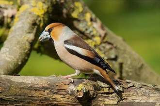 Hawfinch male with food in beak sitting on tree trunk looking left