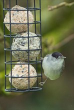 Blackcap male hanging from a feeding pole with a fat ball seen from the front right