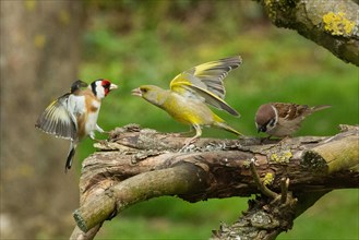 Goldfinch with open wings standing looking right to greenfinch with open beak and wings and tree