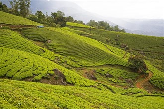 Green hills with tea plantations in Munnar, Kerala, India, Asia