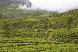 Green hilly landscape with tea plantations in the clouds, Munnar, Kerala, India, Asia