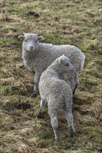 Moorschnucken lambs (Ovis aries) on the pasture, Mecklenburg-Vorpommern, Germany, Europe