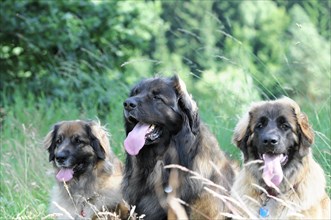 Leonberger dogs, Three dogs sitting relaxed in the grass, one is looking forward, Leonberger dog,