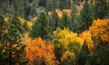 The vibrant colors of autumn foliage contrasting with the deep green of pine trees in a forest,