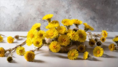 Still life with yellow coltsfoot flowers in small vases, medicinal plant coltsfoot, Tussilago