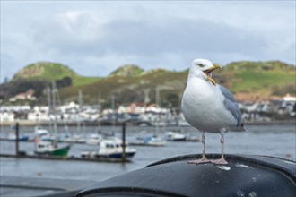 Screaming seagull, Boat Harbour, Conwy, Wales, Great Britain