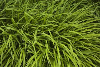 Green spreading perennial Hakonechloa macra 'Aureola', Ornamental Grass plants in late spring,