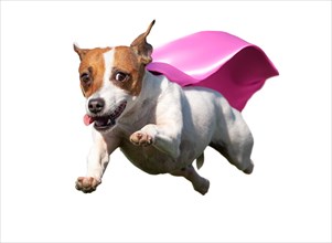 Happy flying jack russell terrier puppy dog with pink cape flying up in the air. transparent PNG