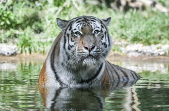 Siberian tiger (Panthera tigris altaica) lying in the water, captive, Germany, Europe