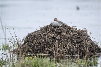 Greylag goose (Anser anser) on the nest, Lower Saxony, Germany, Europe