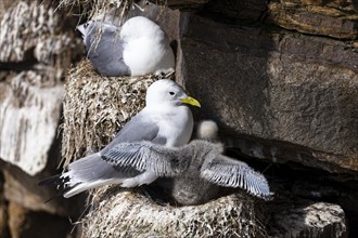 Black-legged kittiwake (Rissa tridactyla), adult bird and chick with outstretched wings on nest,