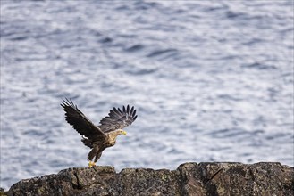 White-tailed eagle (Haliaeetus albicilla), adult bird taking off from rocks, Varanger, Finnmark,